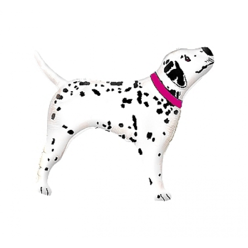 Foil balloon «Dalmatian dog», with pink collar