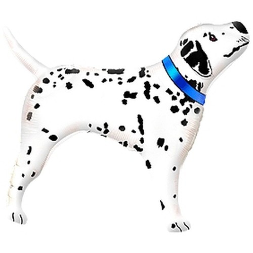 Foil balloon «Dalmatian dog», with blue collar